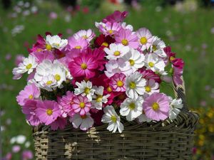 Preview wallpaper kosmeya, flowers, basket, sharpness