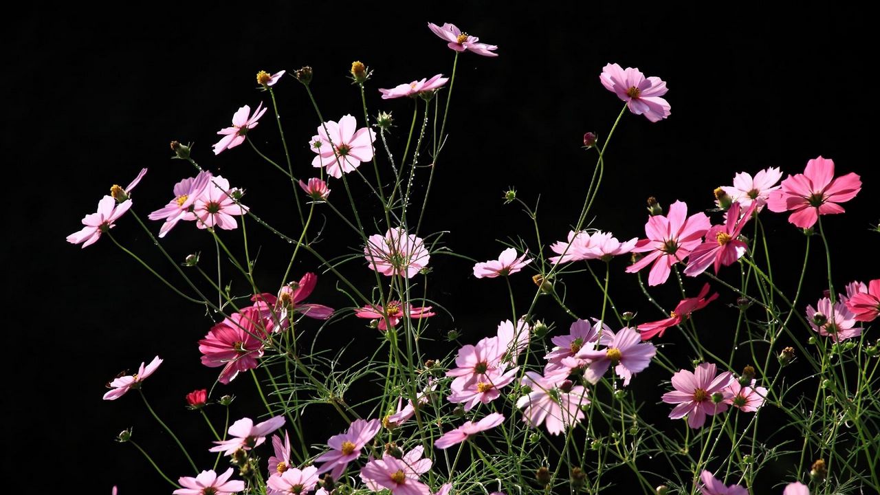 Wallpaper kosmeya, flowers, black background