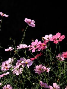 Preview wallpaper kosmeya, flowers, black background