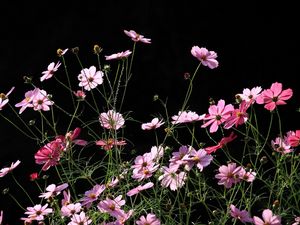 Preview wallpaper kosmeya, flowers, black background