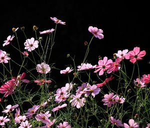 Preview wallpaper kosmeya, flowers, black background