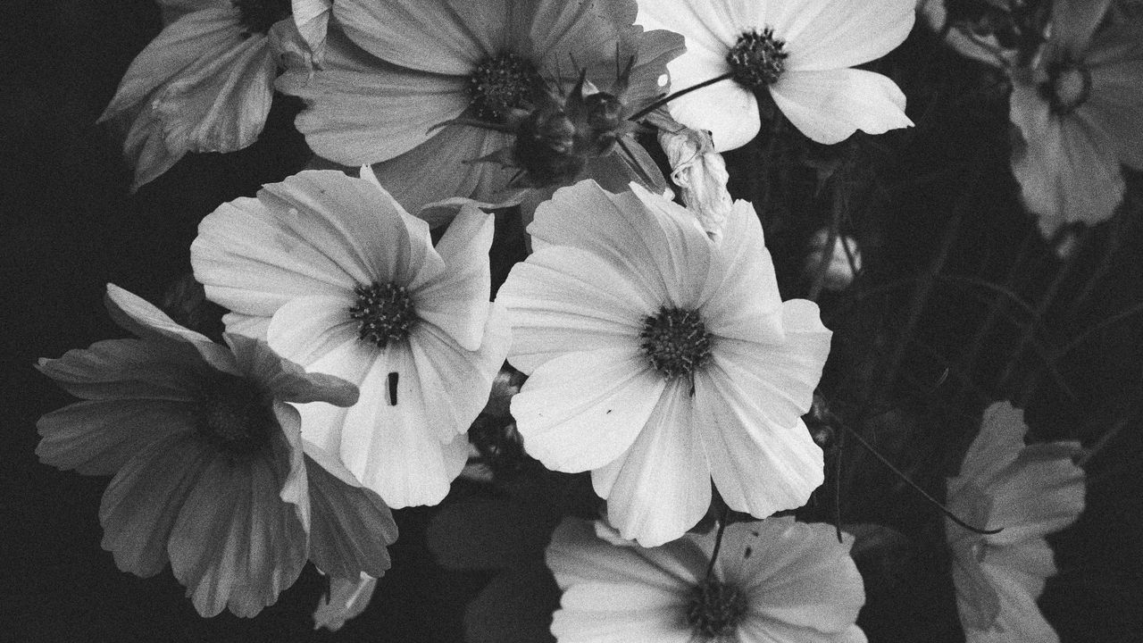 Wallpaper kosmeya, flowers, bouquet, black and white