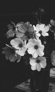 Preview wallpaper kosmeya, flowers, bouquet, black and white