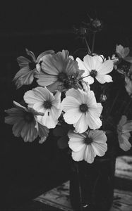 Preview wallpaper kosmeya, flowers, bouquet, black and white