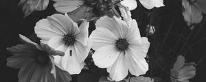 Preview wallpaper kosmeya, flowers, bouquet, black and white