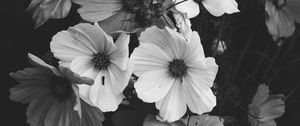 Preview wallpaper kosmeya, flowers, bouquet, black and white