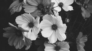 Preview wallpaper kosmeya, flowers, bouquet, black and white