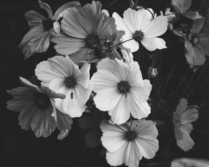 Preview wallpaper kosmeya, flowers, bouquet, black and white