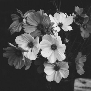 Preview wallpaper kosmeya, flowers, bouquet, black and white