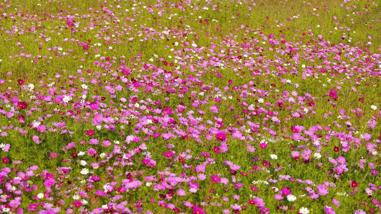 Wallpaper kosmeya, flowers, bright, fields, green