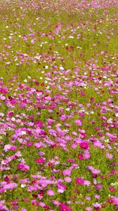 Preview wallpaper kosmeya, flowers, bright, fields, green