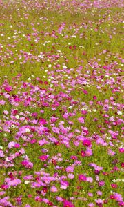 Preview wallpaper kosmeya, flowers, bright, fields, green