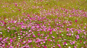 Preview wallpaper kosmeya, flowers, bright, fields, green