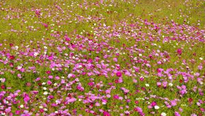 Preview wallpaper kosmeya, flowers, bright, fields, green