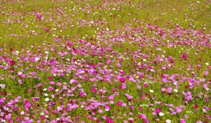 Preview wallpaper kosmeya, flowers, bright, fields, green