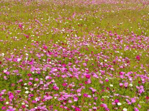 Preview wallpaper kosmeya, flowers, bright, fields, green