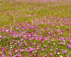 Preview wallpaper kosmeya, flowers, bright, fields, green