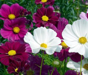 Preview wallpaper kosmeya, flowers, bright, flowerbed, summer