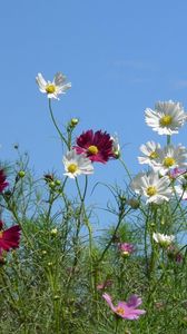 Preview wallpaper kosmeya, flowers, colorful, sky, light