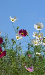 Preview wallpaper kosmeya, flowers, colorful, sky, light