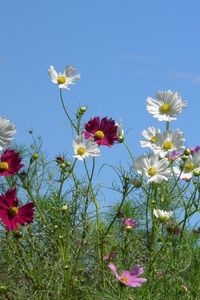 Preview wallpaper kosmeya, flowers, colorful, sky, light