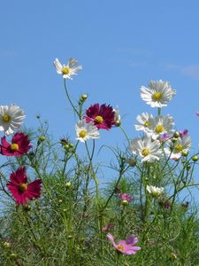 Preview wallpaper kosmeya, flowers, colorful, sky, light