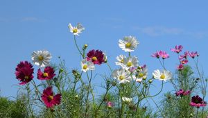 Preview wallpaper kosmeya, flowers, colorful, sky, light