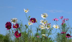 Preview wallpaper kosmeya, flowers, colorful, sky, light