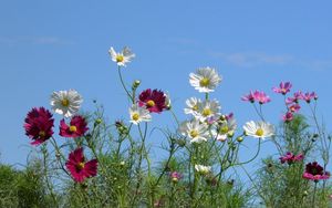 Preview wallpaper kosmeya, flowers, colorful, sky, light