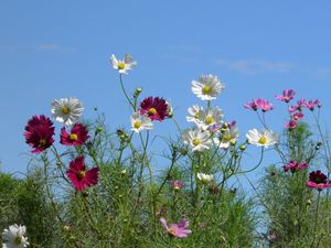 Preview wallpaper kosmeya, flowers, colorful, sky, light