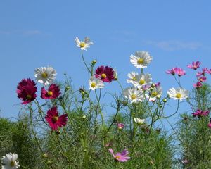 Preview wallpaper kosmeya, flowers, colorful, sky, light