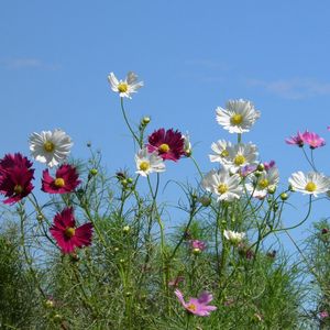 Preview wallpaper kosmeya, flowers, colorful, sky, light