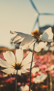 Preview wallpaper kosmeya, flowers, field, light