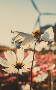 Preview wallpaper kosmeya, flowers, field, light