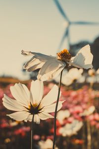 Preview wallpaper kosmeya, flowers, field, light