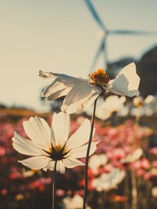 Preview wallpaper kosmeya, flowers, field, light