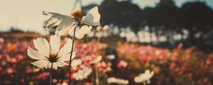 Preview wallpaper kosmeya, flowers, field, light