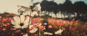 Preview wallpaper kosmeya, flowers, field, light