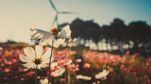 Preview wallpaper kosmeya, flowers, field, light