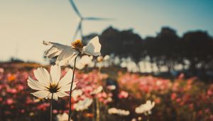 Preview wallpaper kosmeya, flowers, field, light