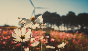 Preview wallpaper kosmeya, flowers, field, light