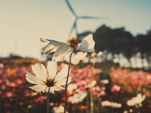 Preview wallpaper kosmeya, flowers, field, light