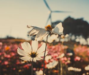 Preview wallpaper kosmeya, flowers, field, light