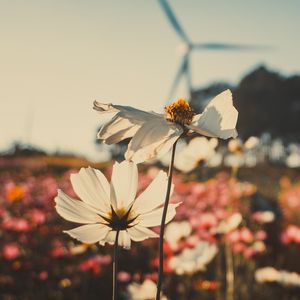 Preview wallpaper kosmeya, flowers, field, light