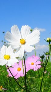 Preview wallpaper kosmeya, flowers, fields, green, sunny