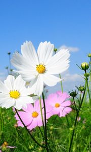 Preview wallpaper kosmeya, flowers, fields, green, sunny