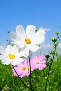 Preview wallpaper kosmeya, flowers, fields, green, sunny