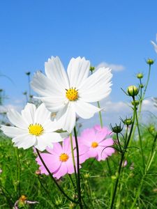 Preview wallpaper kosmeya, flowers, fields, green, sunny