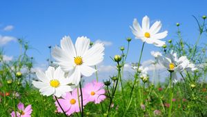 Preview wallpaper kosmeya, flowers, fields, green, sunny