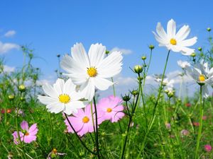 Preview wallpaper kosmeya, flowers, fields, green, sunny